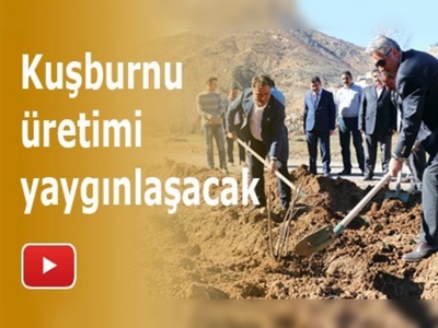 Gümüşhane'de kuşburnu bahçeleri