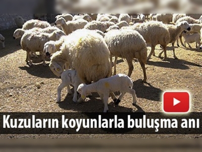 Kuzuların renkli görüntüleri