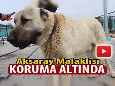 Aksaray malaklısı koruma altında