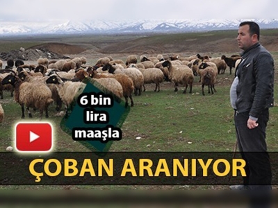 6 bin lira maaşla çoban aranıyor