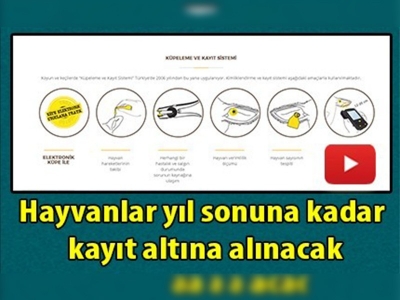 Sığır, koyun ve keçilerin küpelenmesi