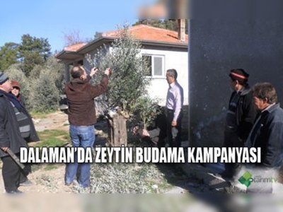 Haydi zeytin budamaya!