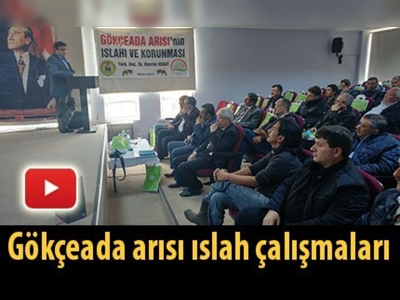 Gökçeada arısı ıslah çalışmaları