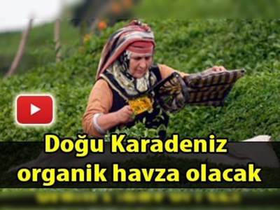 Organik çay tarımı yaygınlaşıyor 