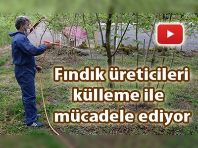 Fındıkta külleme mücadelesi