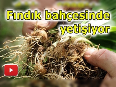 Fındık üreticilerine ek gelir