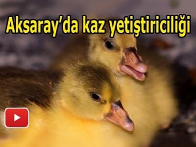 40 adet kaz dağıtıldı