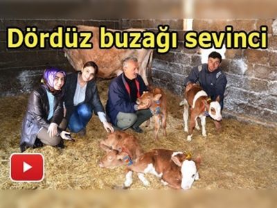 Bafra'da dördüz buzağı