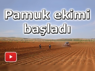 Şanlıurfa'da beyaz altın ekimi başladı