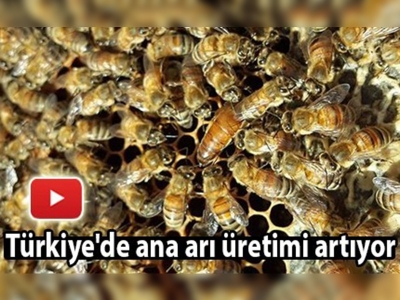 Türkiye'de ana arı üretimi artıyor