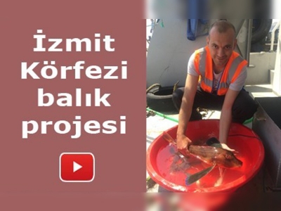 İzmit Körfezi'ndeki balık popülasyonu artırılacak