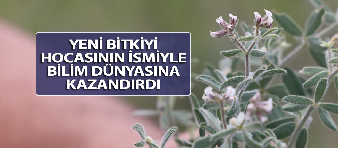 Yeni bitkiyi hocasının ismiyle bilim dünyasına kazandırdı