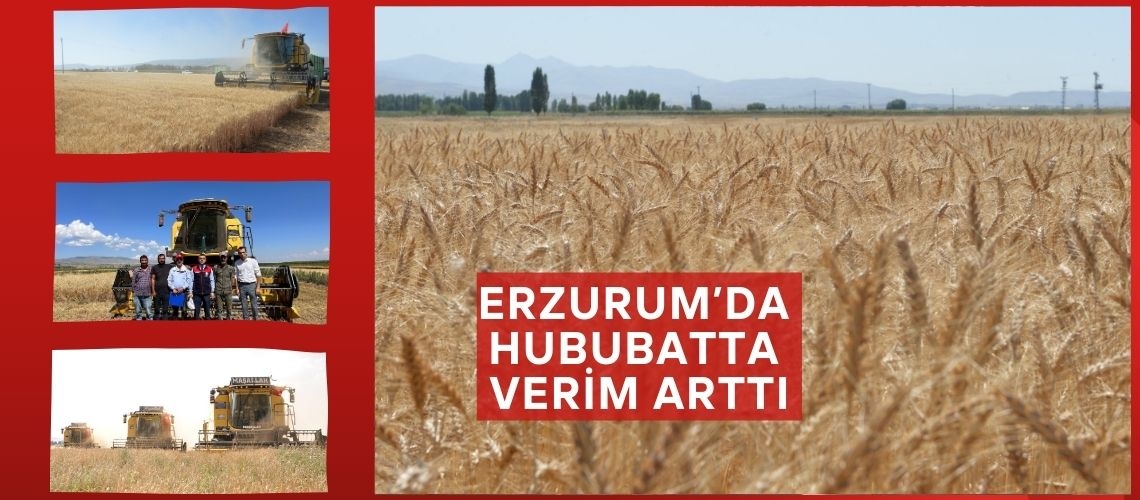 Erzurum’da hububatta verim arttı