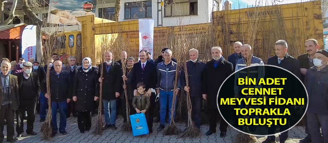 Bin adet cennet meyvesi fidanı toprakla buluştu