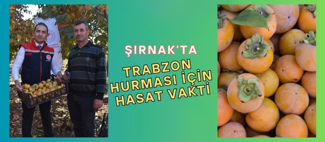 Şırnak’ta Trabzon hurması için hasat vakti