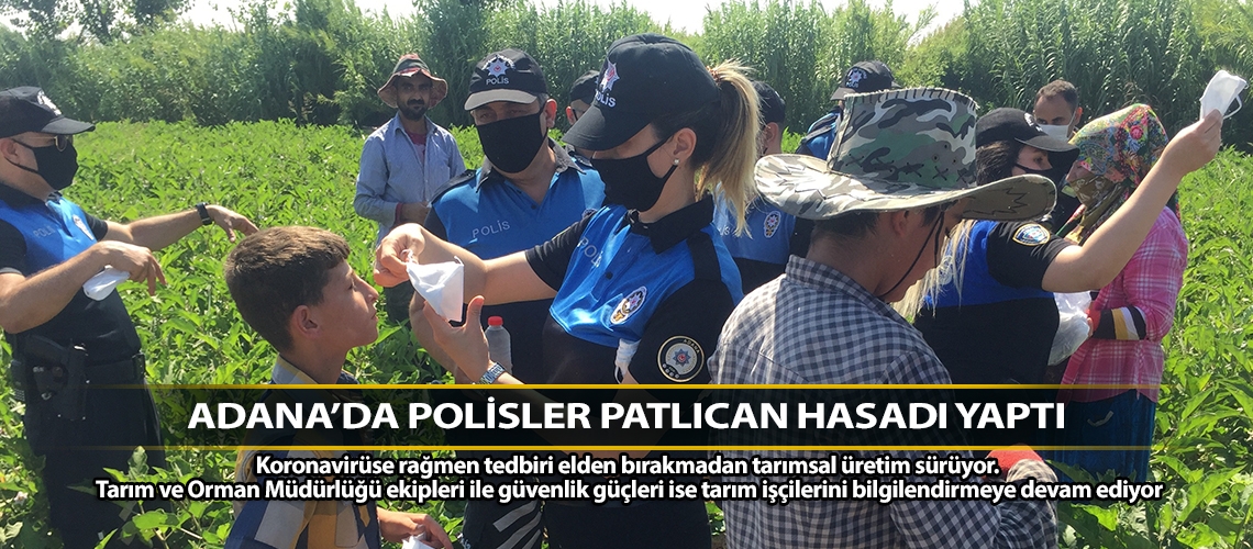 Adana’da polisler patlıcan hasadı yaptı