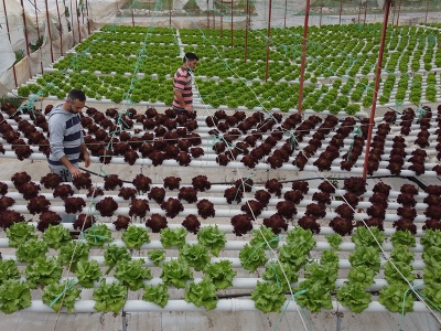 İşçiliği bırakıp çiftçiliğe başladılar