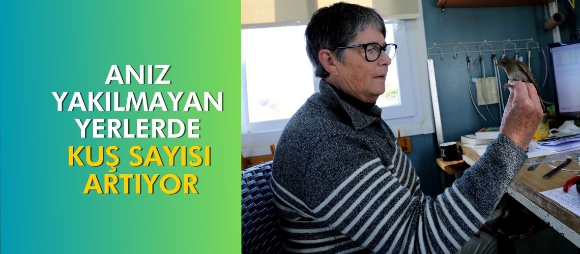 Anız yakılmayan yerlerde kuş sayısı artıyor