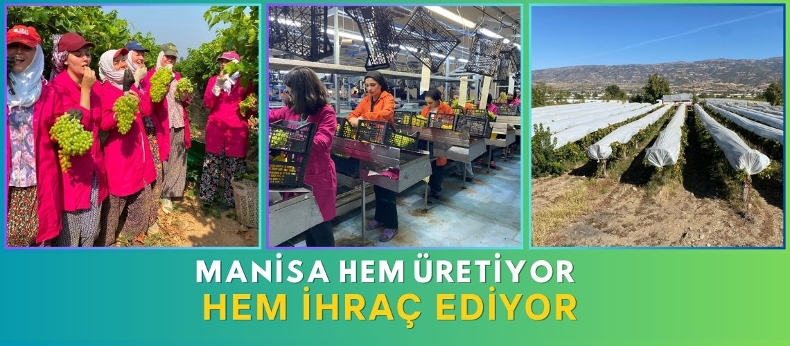 Manisa hem üretiyor hem ihraç ediyor