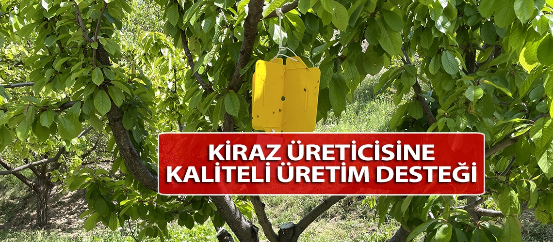 Kiraz üreticisine kaliteli üretim desteği