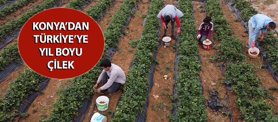 Konya’dan Türkiye’ye yıl boyu çilek