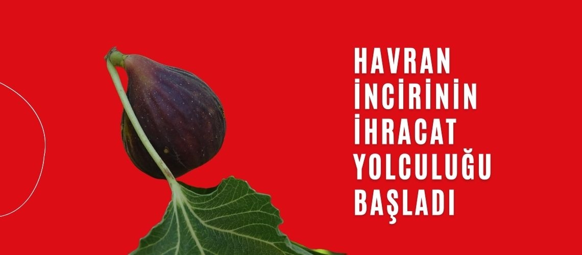 Havran incirinin ihracat yolculuğu başladı