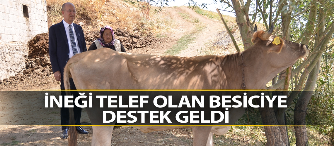 İneği telef olan besiciye destek geldi