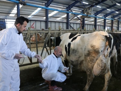 Bakımlı inekler daha çok süt veriyor