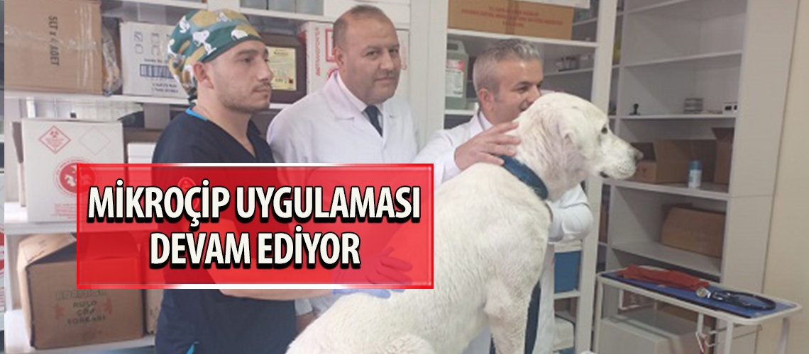 Mikroçip uygulaması devam ediyor