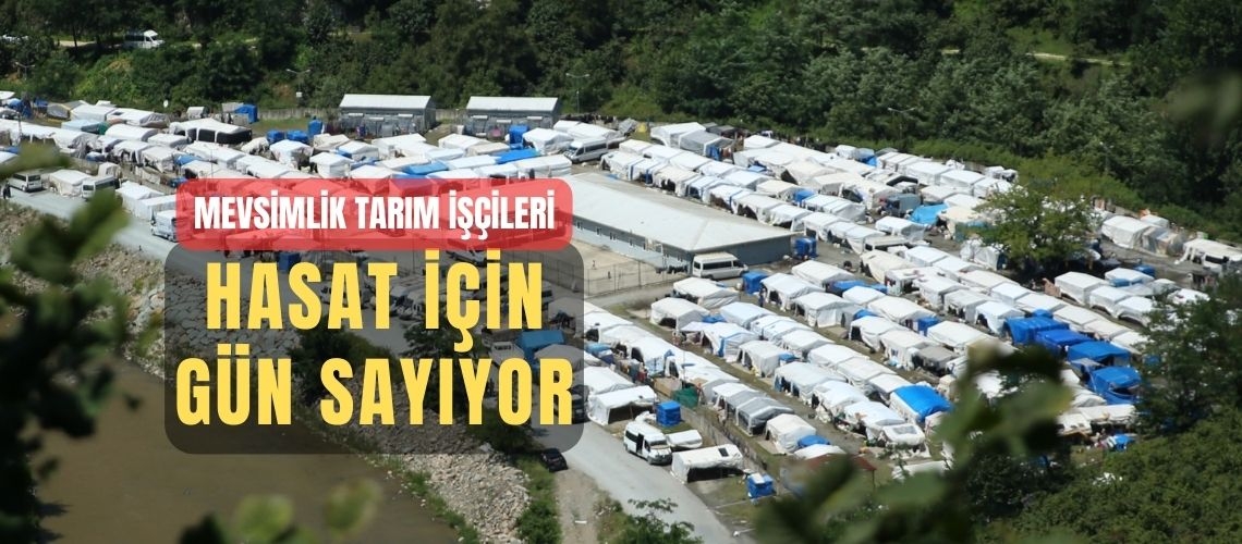 Mevsimlik tarım işçileri hasat için gün sayıyor