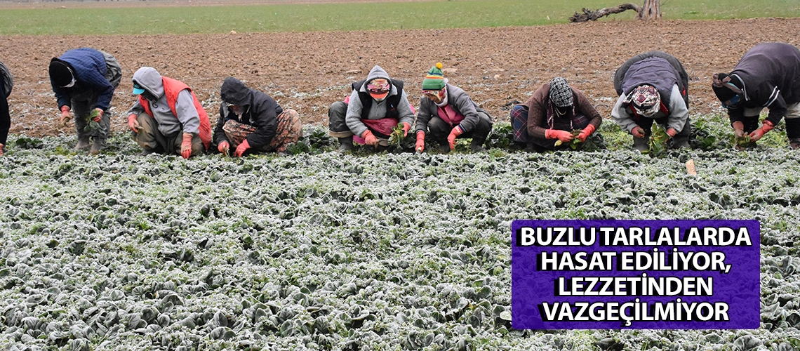 Buzlu tarlalarda hasat ediliyor, lezzetinden vazgeçilmiyor