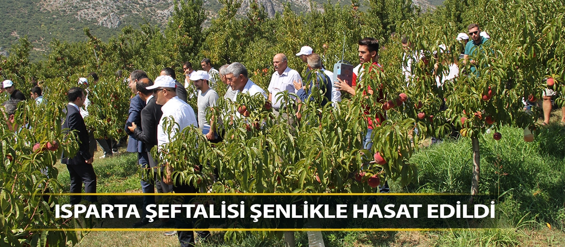 Isparta şeftalisi şenlikle hasat edildi