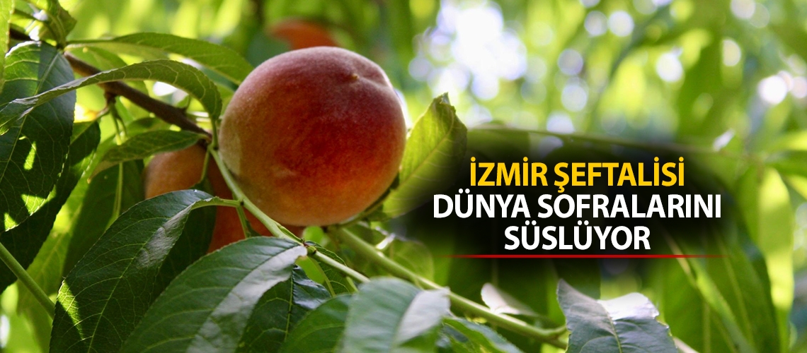 İzmir şeftalisi dünya sofralarını süslüyor