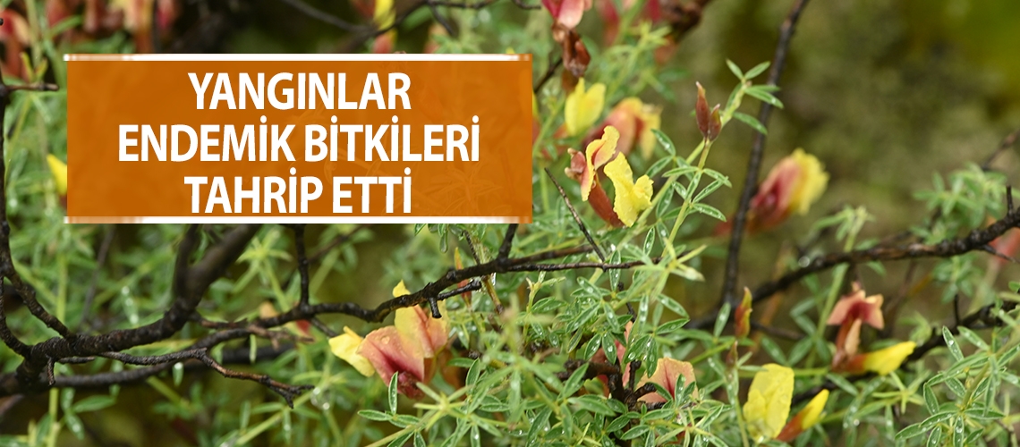 Yangınlar endemik bitkileri tahrip etti