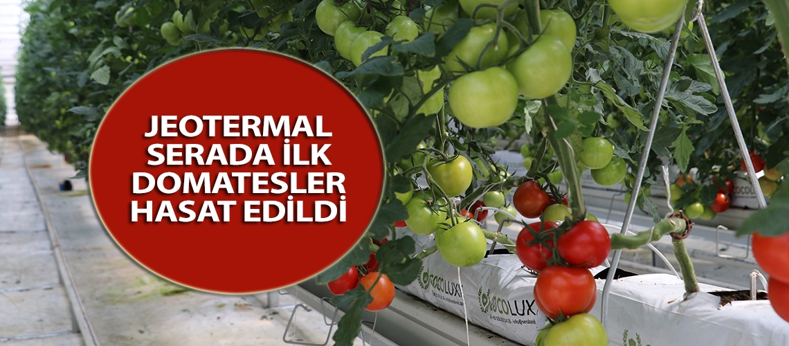 Jeotermal serada ilk domatesler hasat edildi