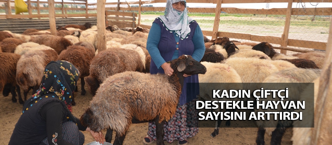 Kadın çiftçi destekle hayvan sayısını arttırdı