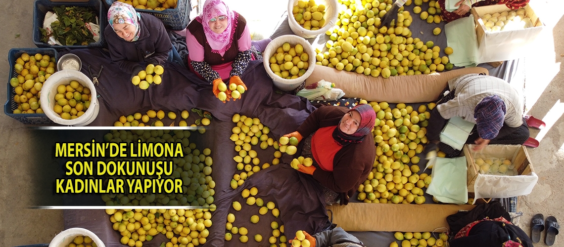 Mersin’de limona son dokunuşu kadınlar yapıyor