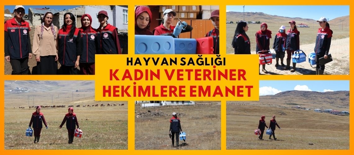 Hayvan sağlığı kadın veteriner hekimlere emanet