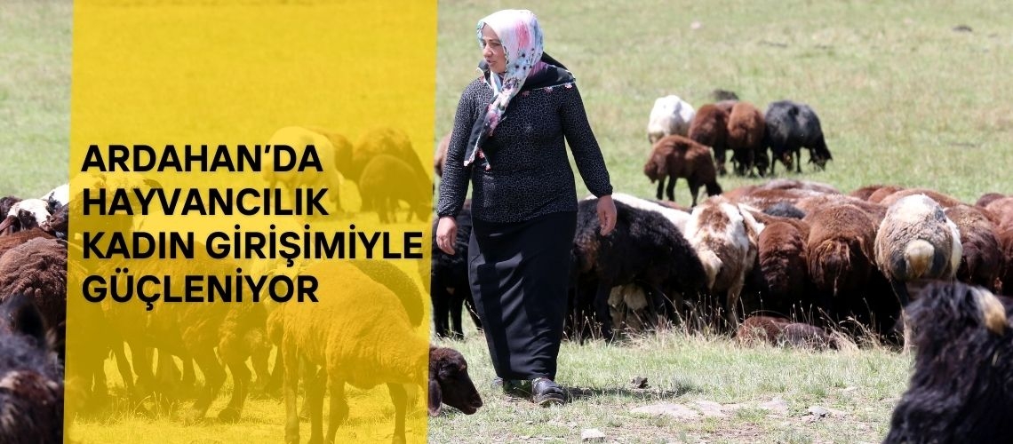 Ardahan’da hayvancılık kadın girişimiyle güçleniyor