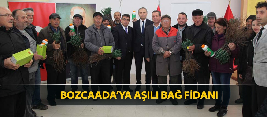 Bozcaada’ya aşılı bağ fidanı