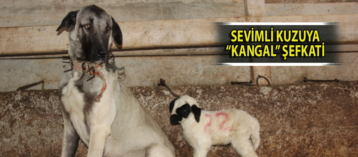 Sevimli kuzuya “Kangal” şefkati