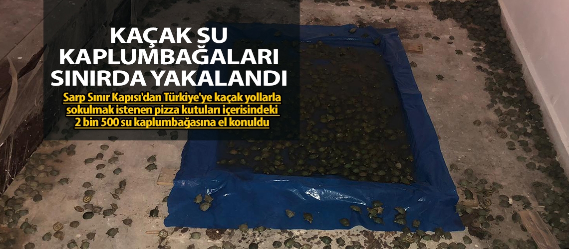 Kaçak su kaplumbağaları sınırda yakalandı