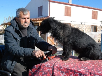 Traktör kaportasının sevimli müdavimi