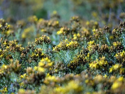 Karabük'te tıbbi aromatik bitki üretim alanı arttı