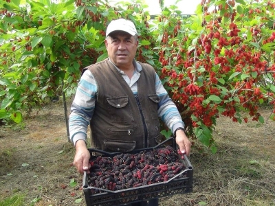 Turfanda karadut dış pazarda talep görüyor