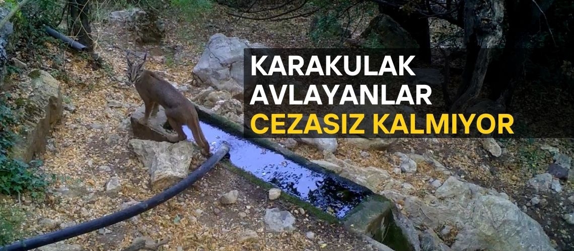 Karakulak avlayanlar cezasız kalmıyor