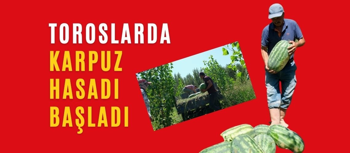 Toroslarda karpuz hasadı başladı