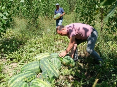 Toroslarda karpuz hasadı başladı