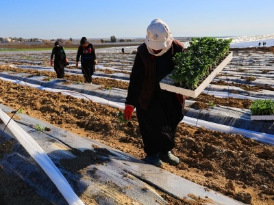 Baharın karpuzları toprakla buluştu