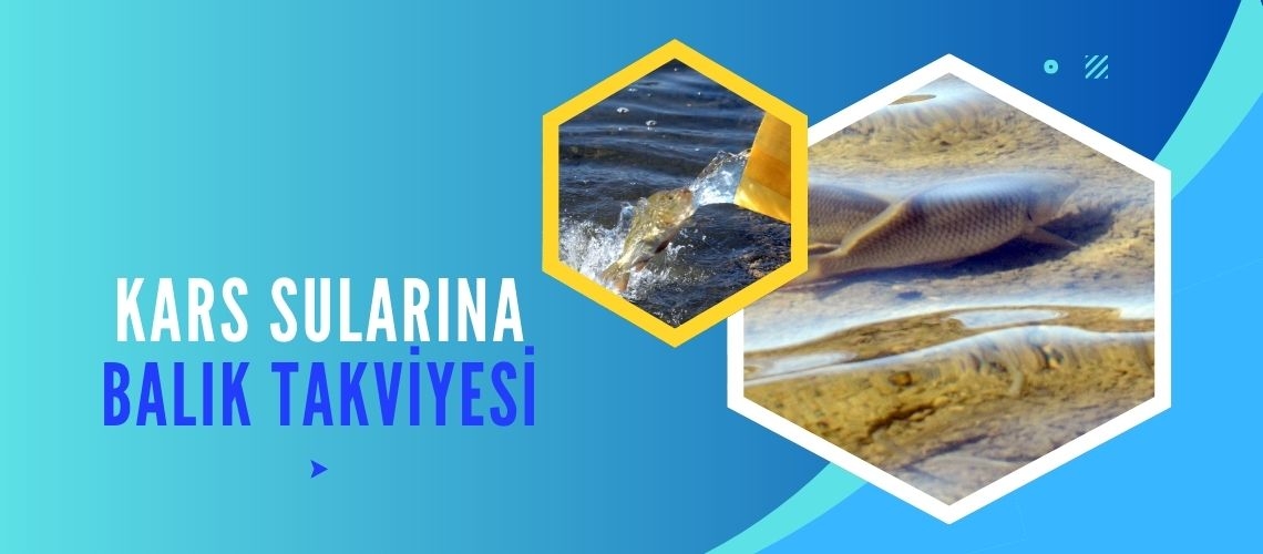 Kars sularına balık takviyesi